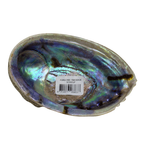 Abalone smudge schelp
